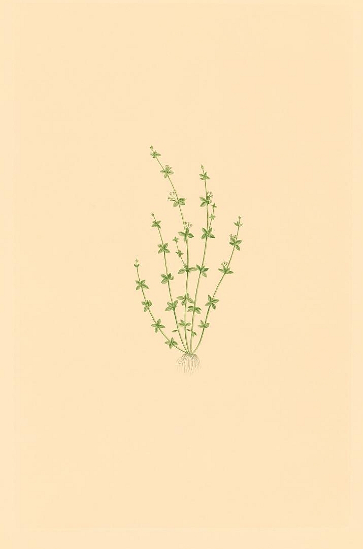 no HD illustration available (3)