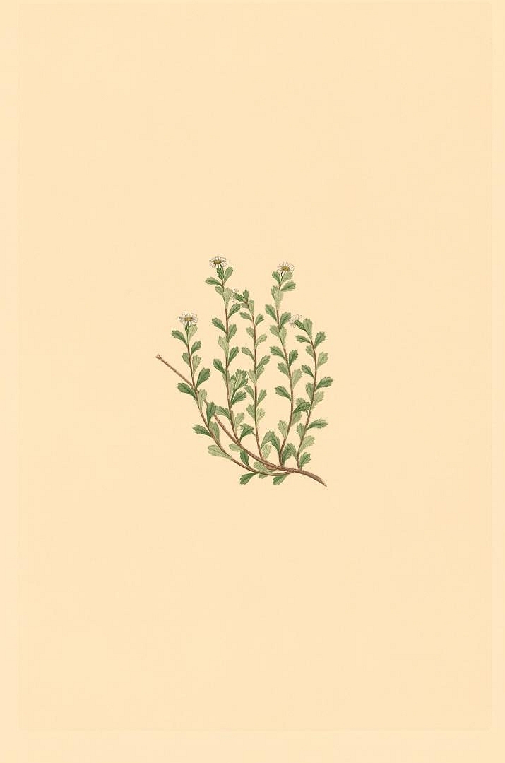 no HD illustration available (3)