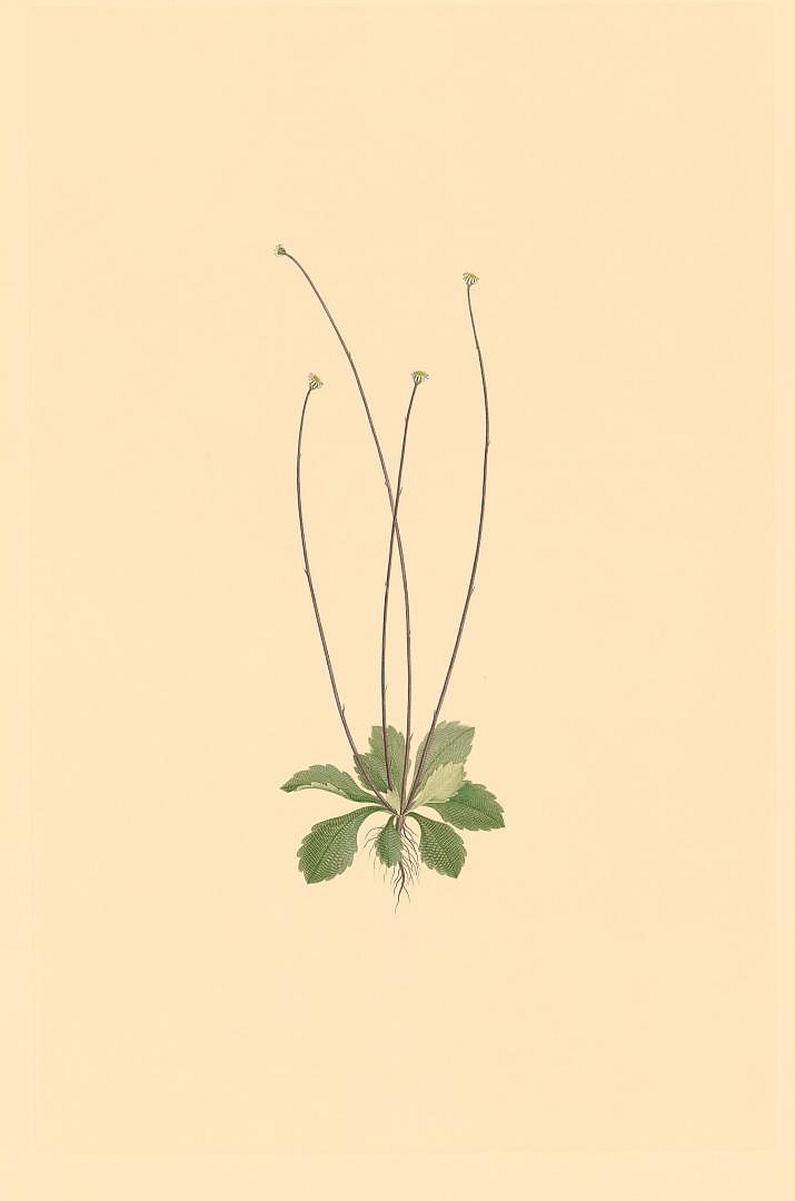no HD illustration available (3)