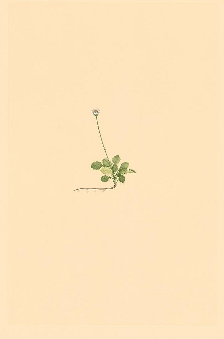 no HD illustration available (3)