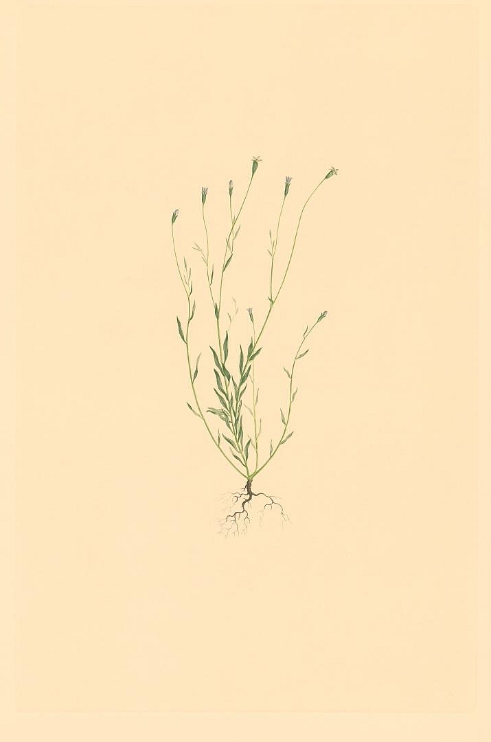 no HD illustration available (3)