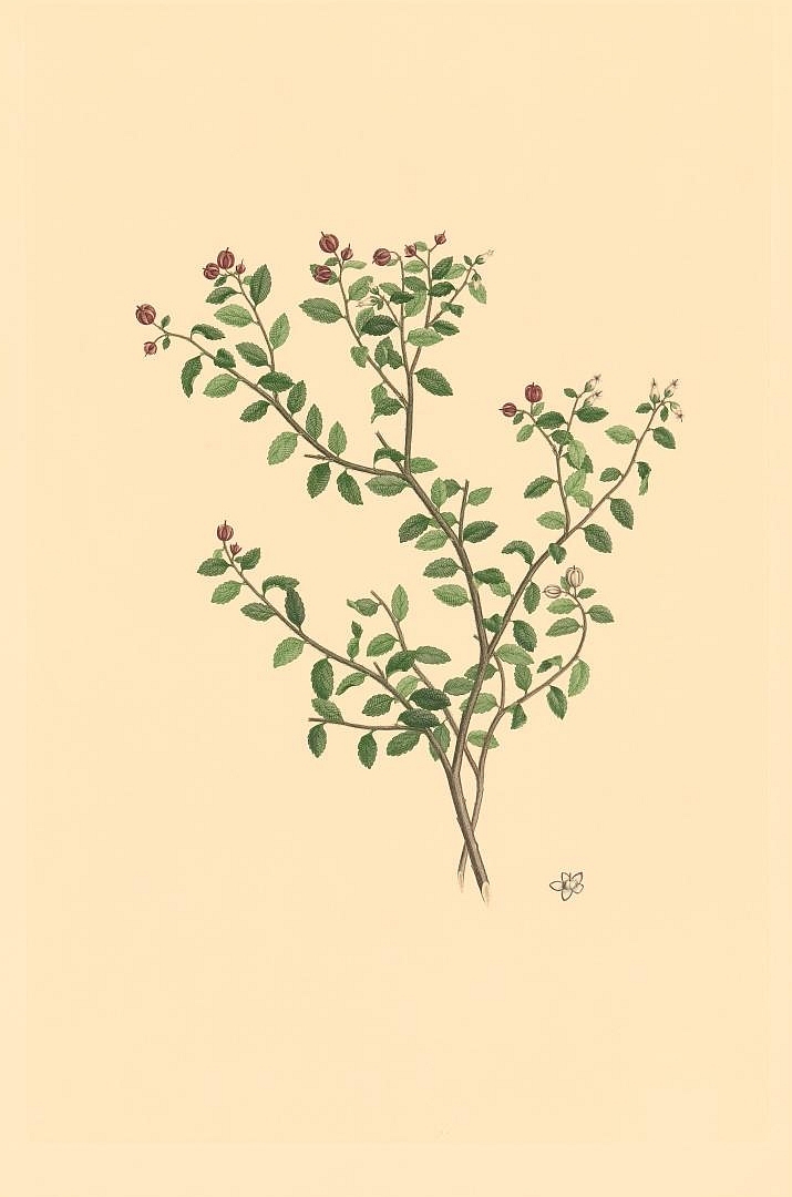 no HD illustration available (3)
