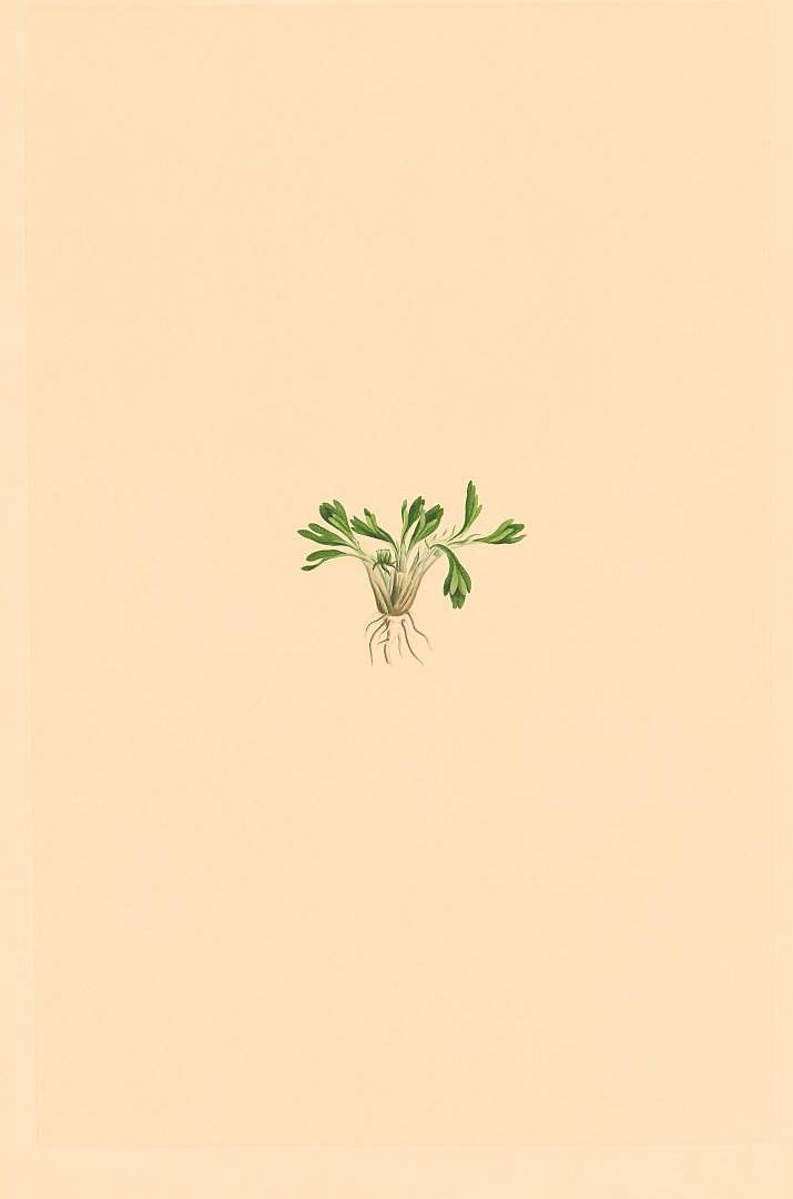 no HD illustration available (3)