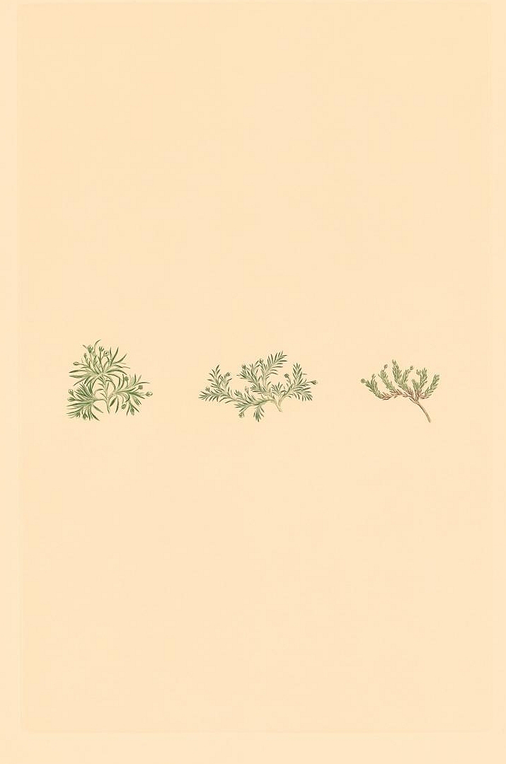 no HD illustration available (3)