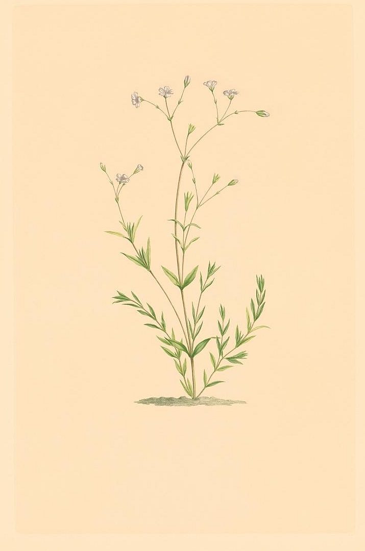 no HD illustration available (3)