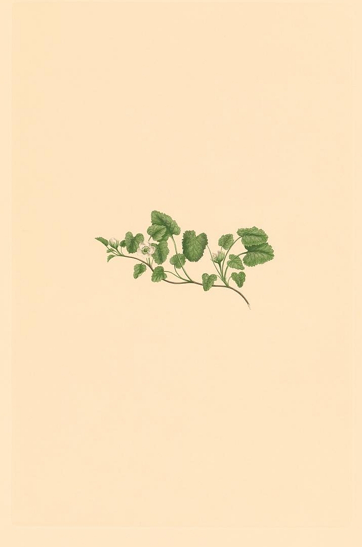 no HD illustration available (3)
