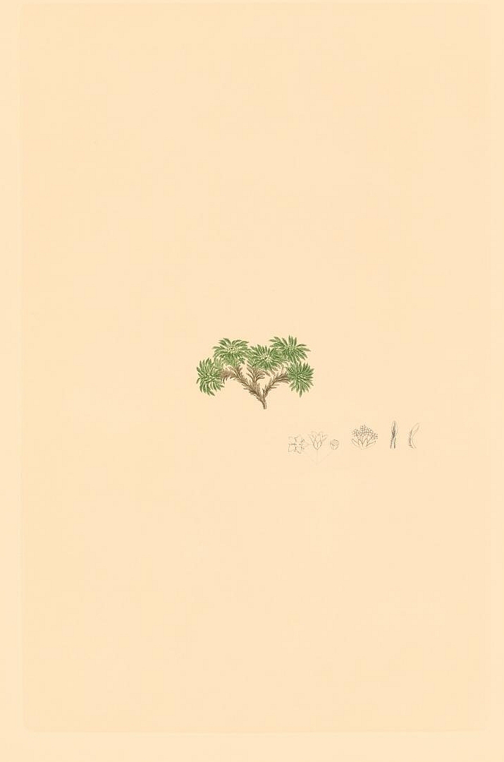 no HD illustration available (3)