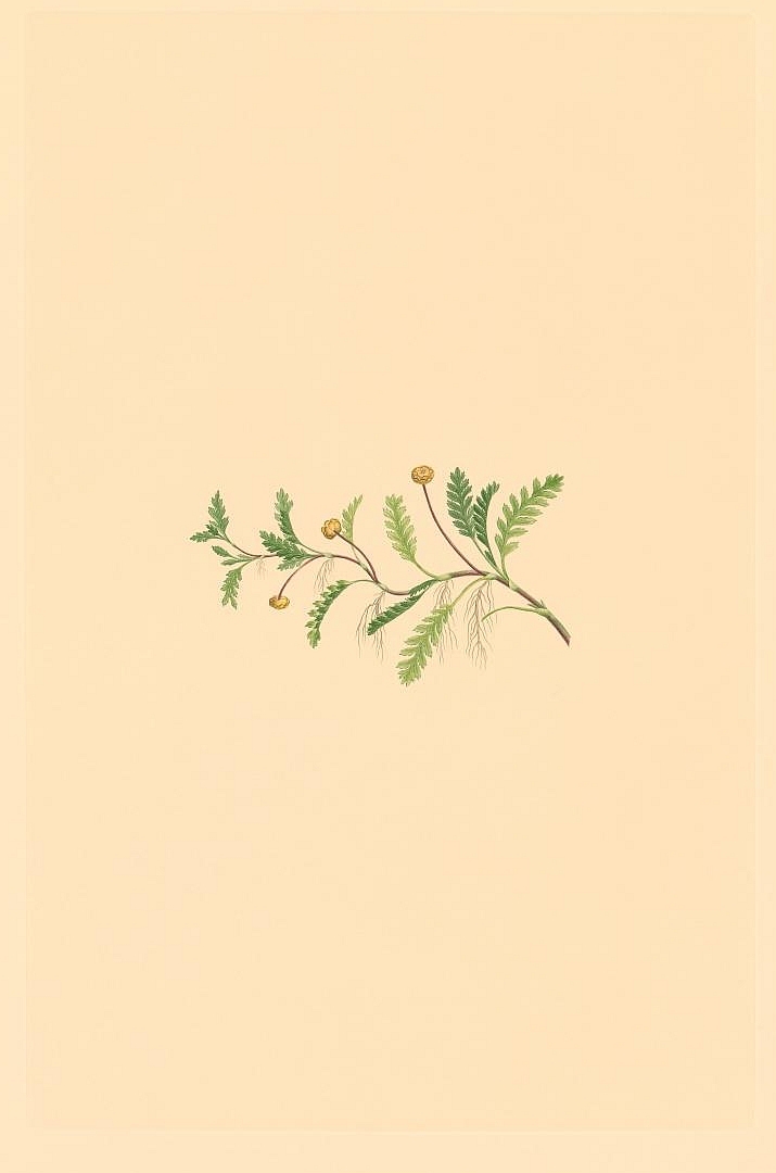 no HD illustration available (3)