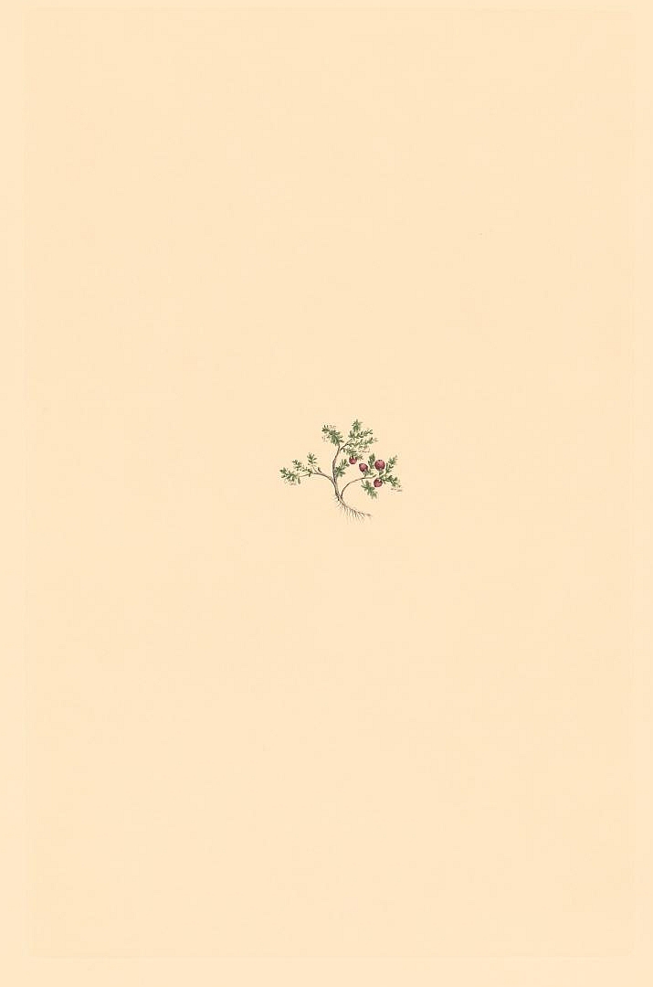 no HD illustration available (3)