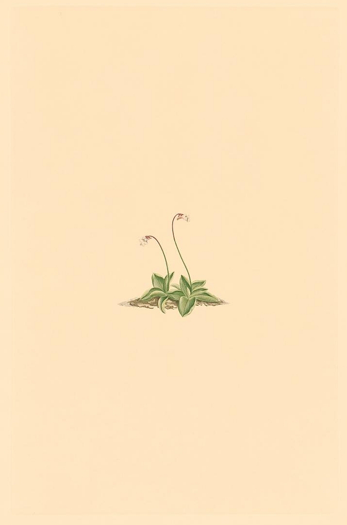 no HD illustration available (3)