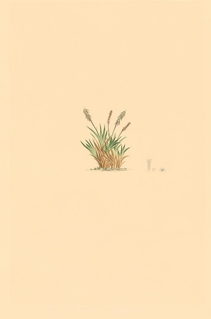 no HD illustration available (3)