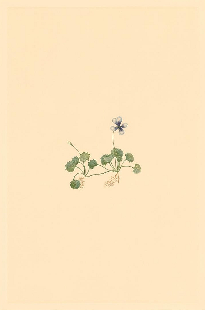 no HD illustration available (3)