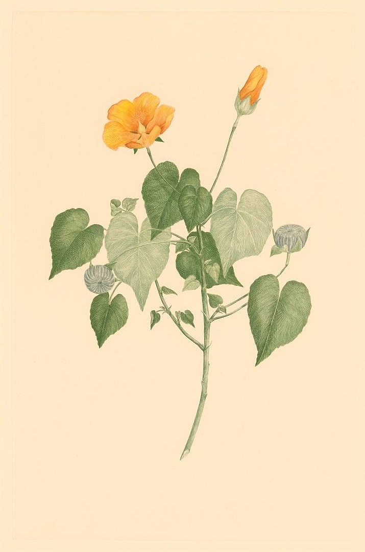 no HD illustration available (3)
