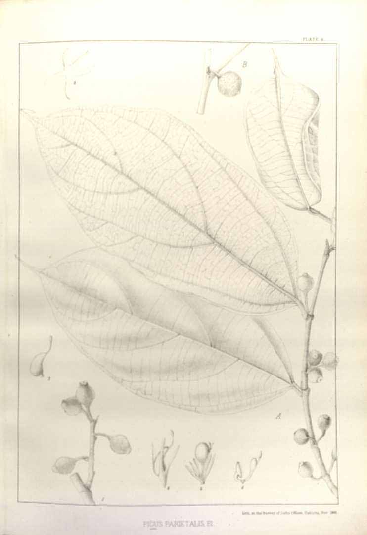 no HD illustration available (3)
