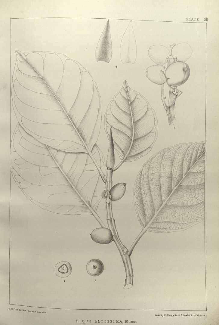 no HD illustration available (3)