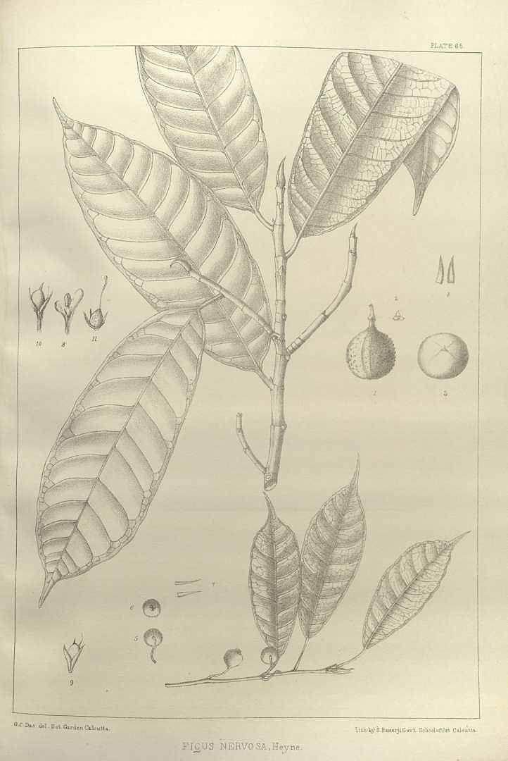 no HD illustration available (3)