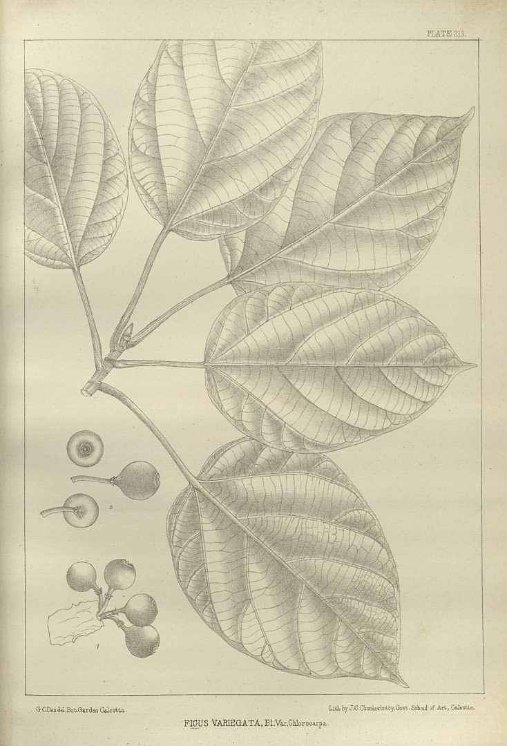 no HD illustration available (3)