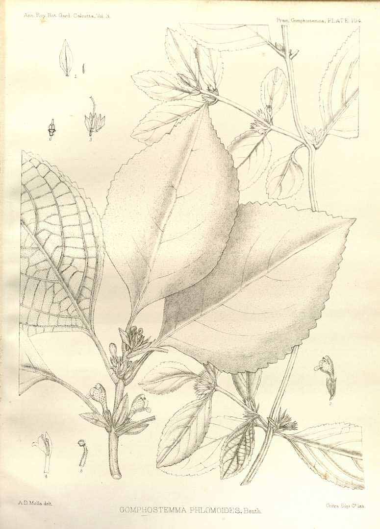 no HD illustration available (3)