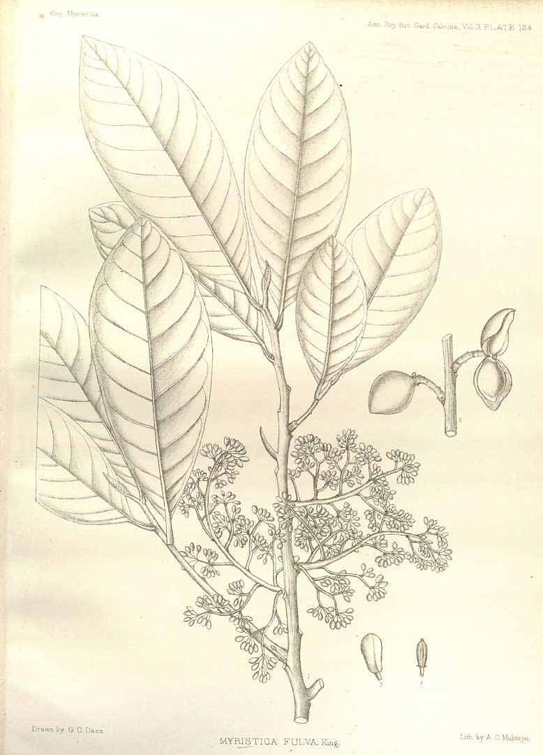 no HD illustration available (3)