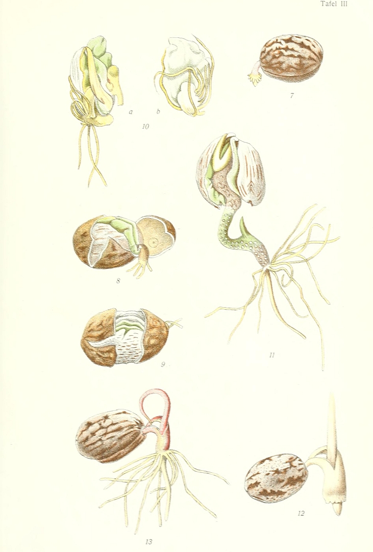 no HD illustration available (3)