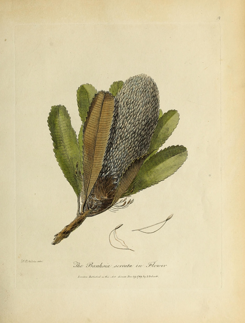 no HD illustration available (3)