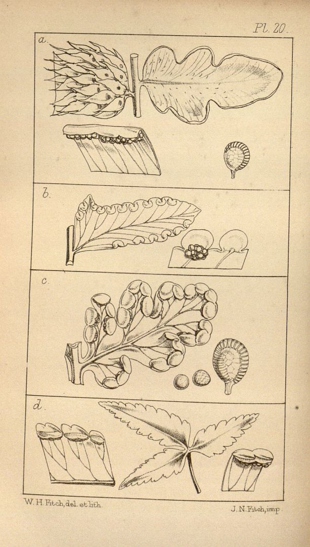 no HD illustration available (3)
