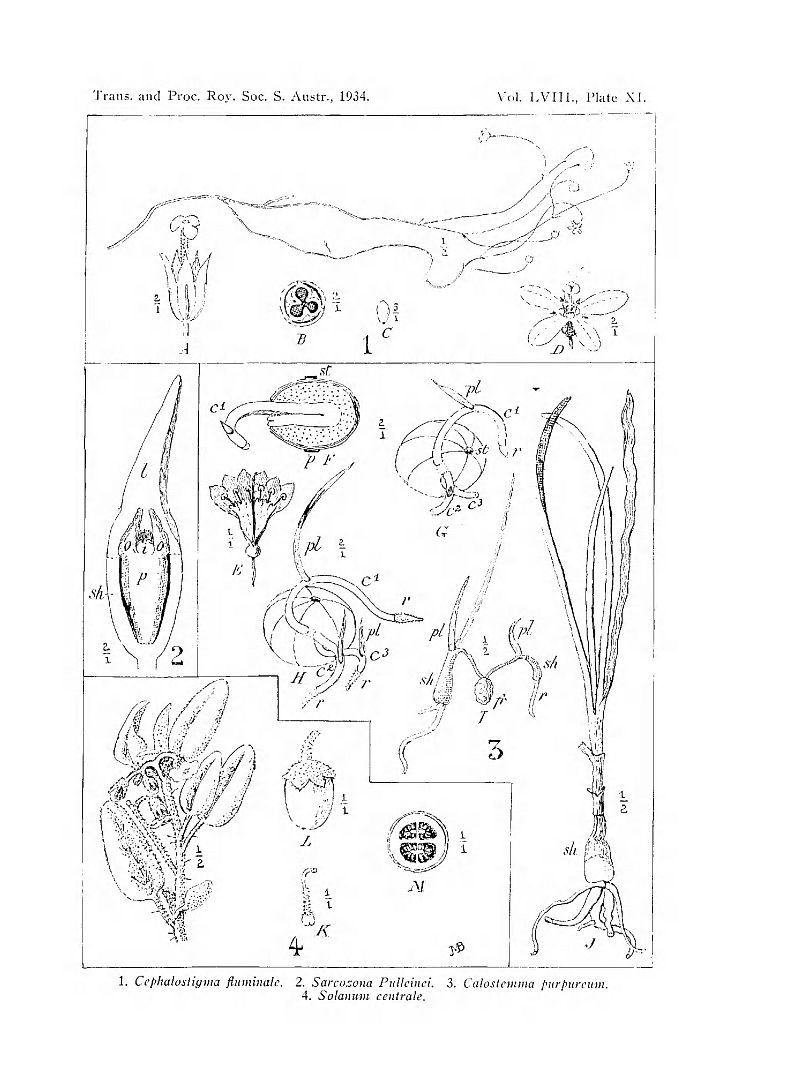 no HD illustration available (3)