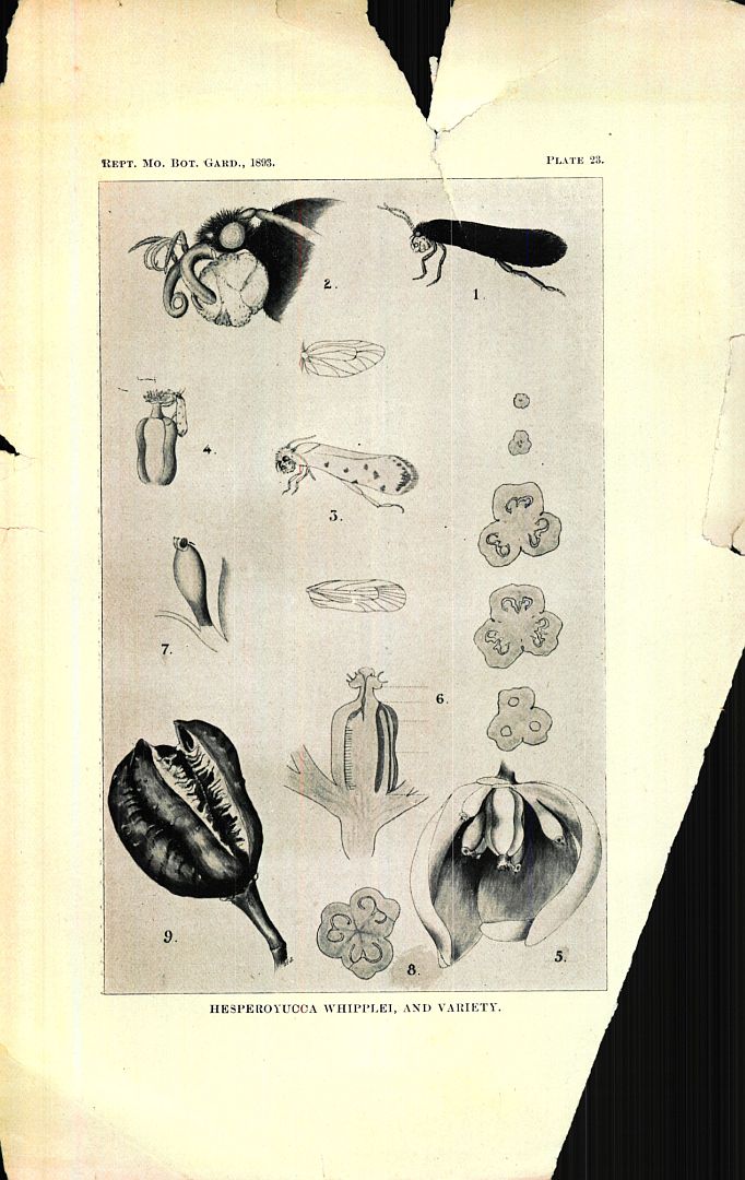no HD illustration available (3)