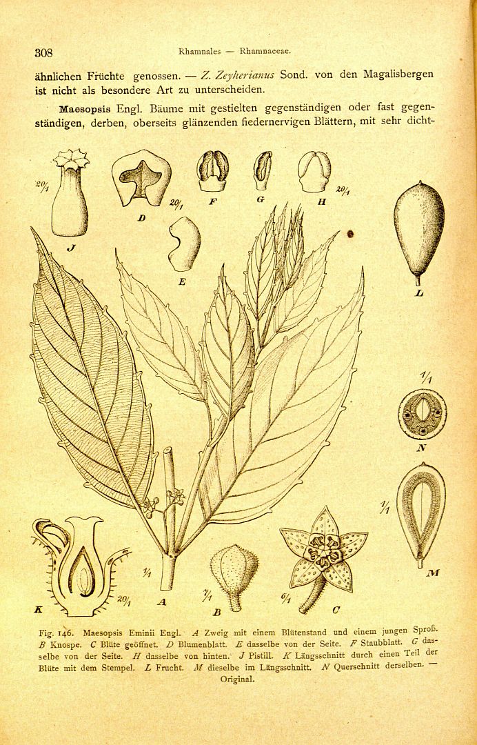 no HD illustration available (3)