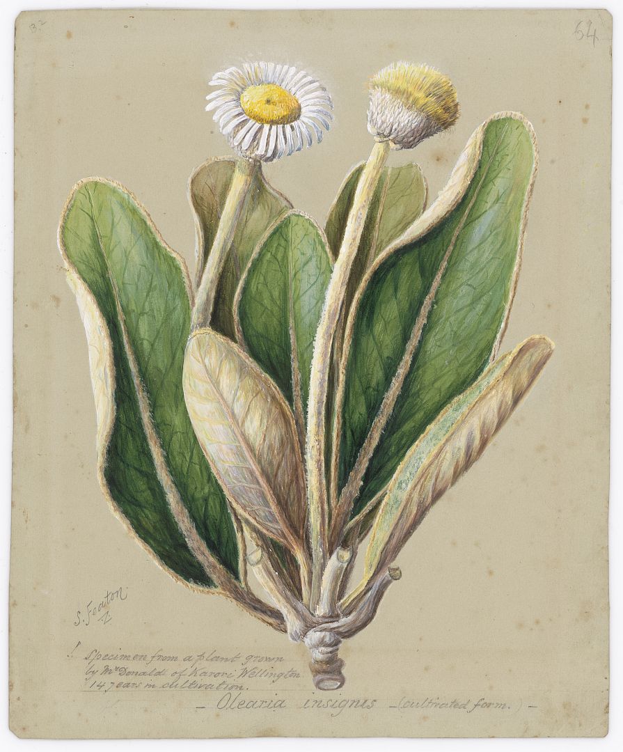 no HD illustration available (3)