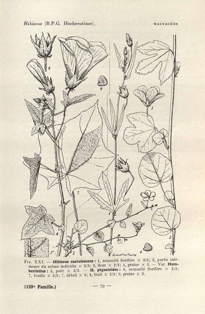 no HD illustration available (3)