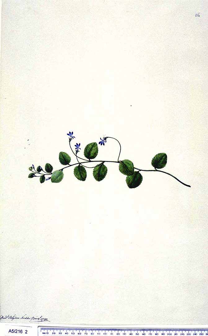 no HD illustration available (3)