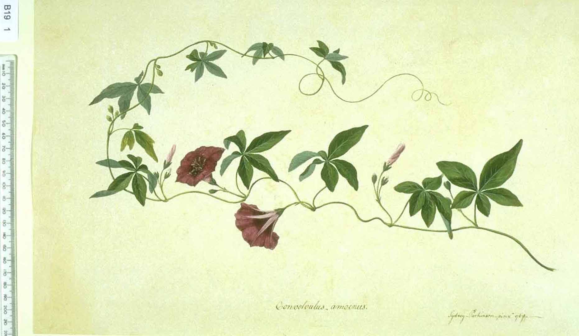 no HD illustration available (3)