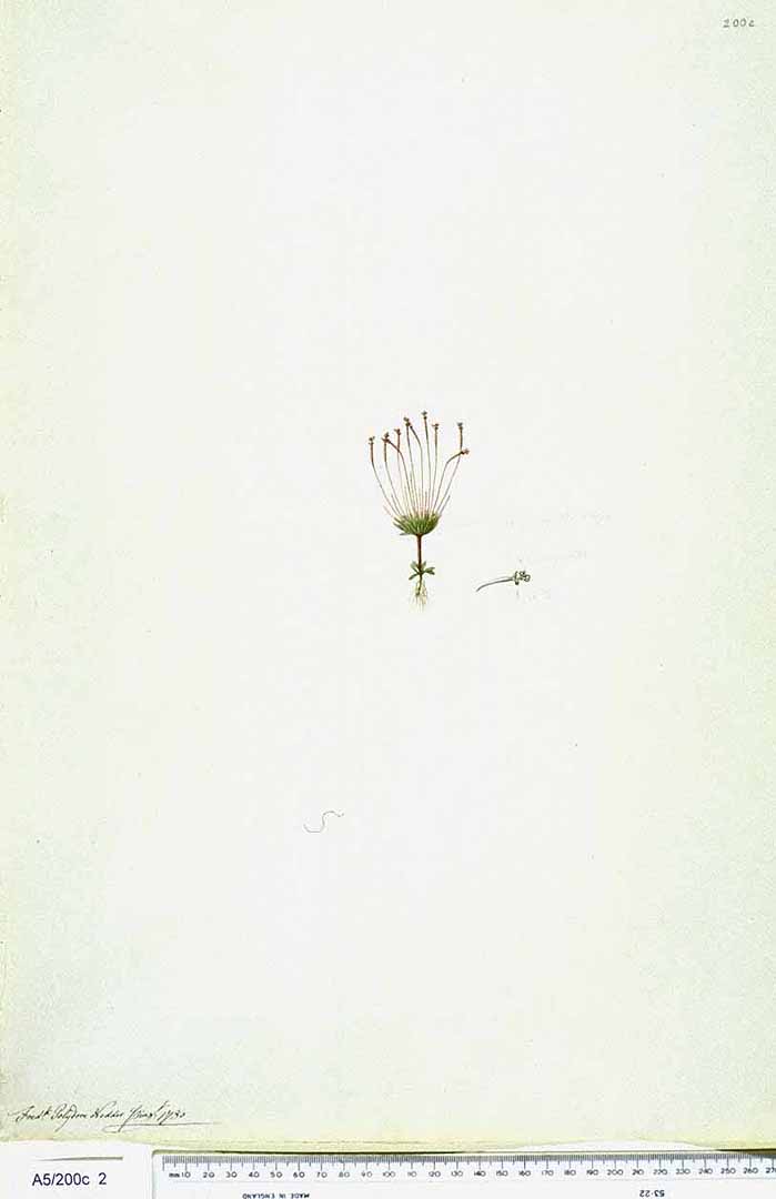 no HD illustration available (3)