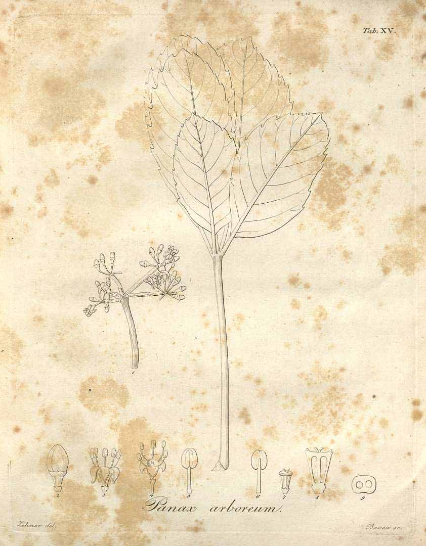 no HD illustration available (3)