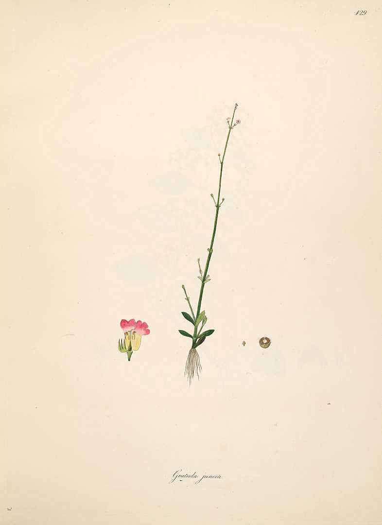 no HD illustration available (3)
