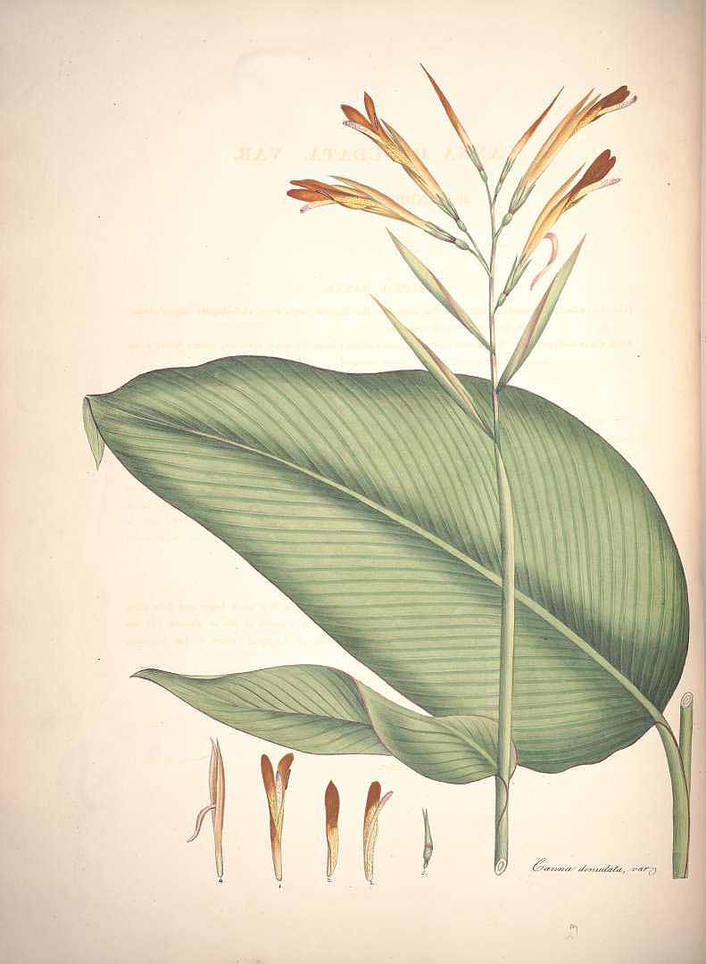 no HD illustration available (3)