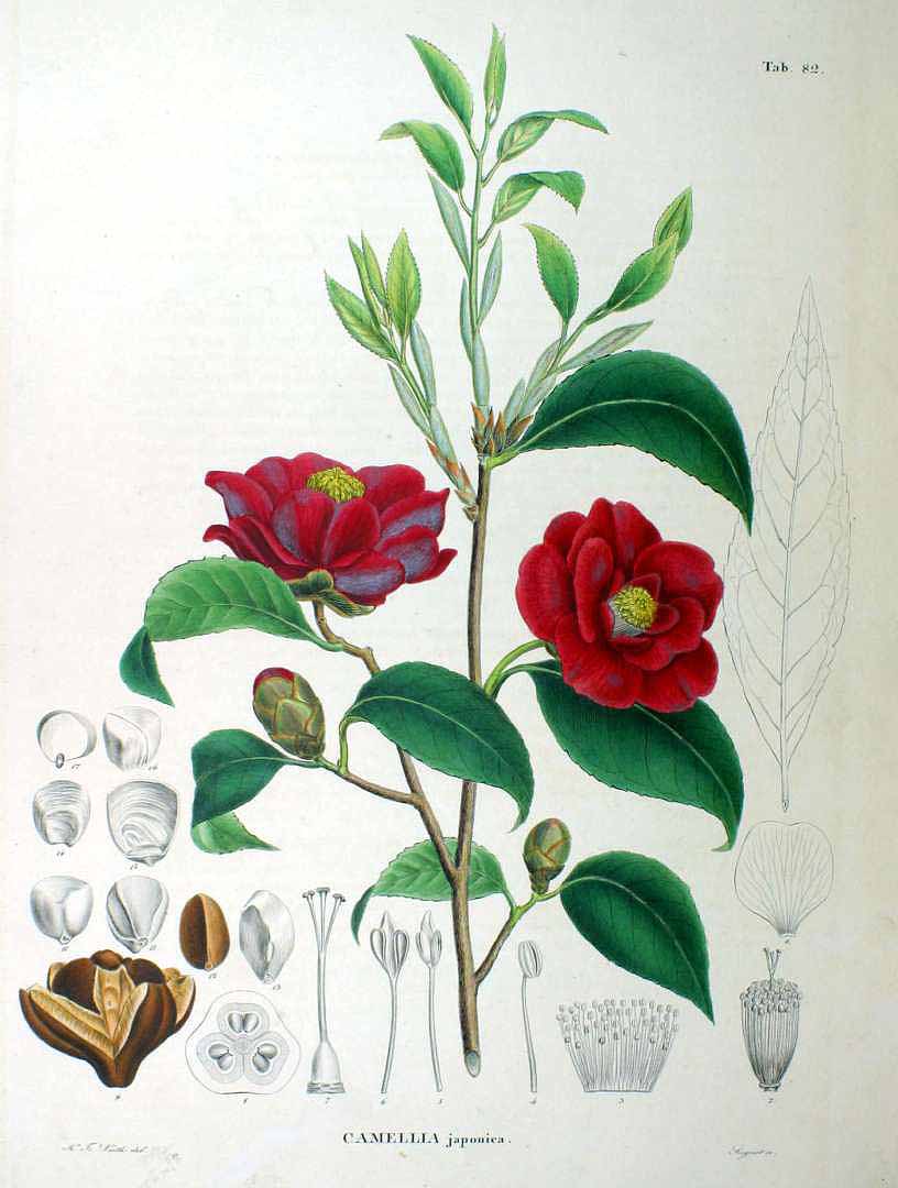 no HD illustration available (3)