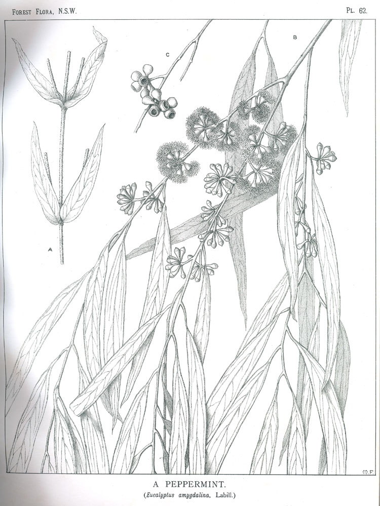 no HD illustration available (3)