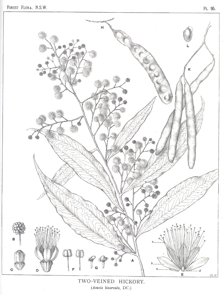 no HD illustration available (3)