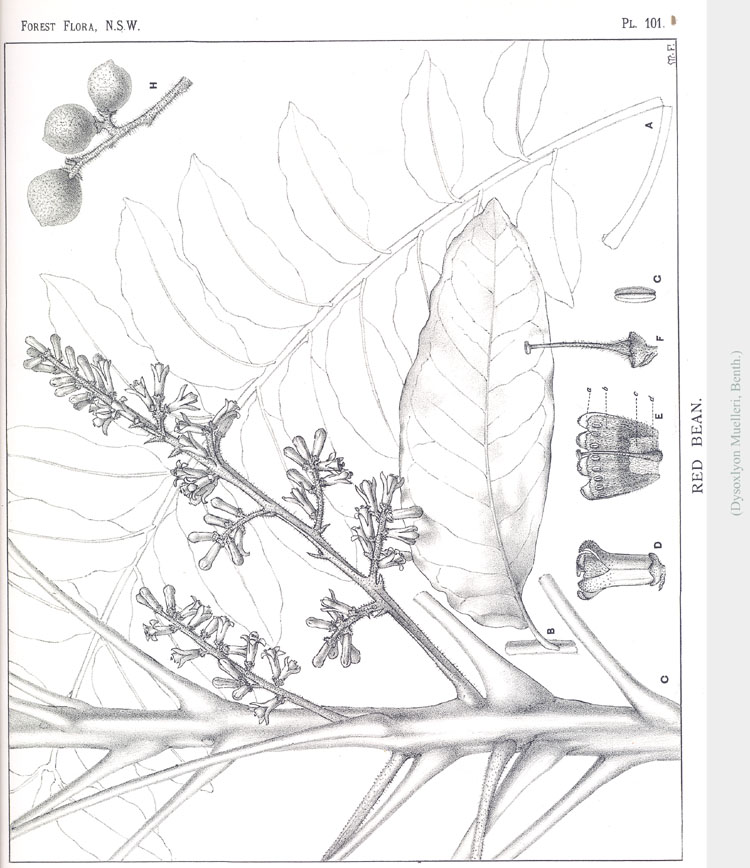 no HD illustration available (3)