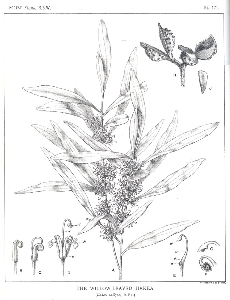 no HD illustration available (3)