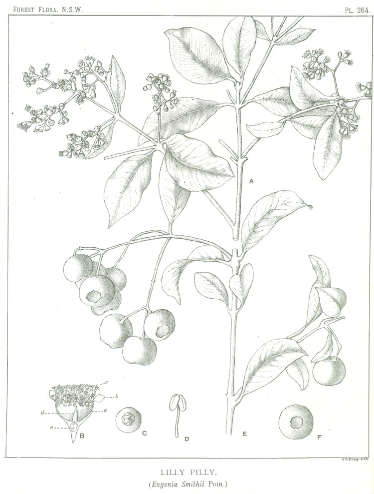 no HD illustration available (3)