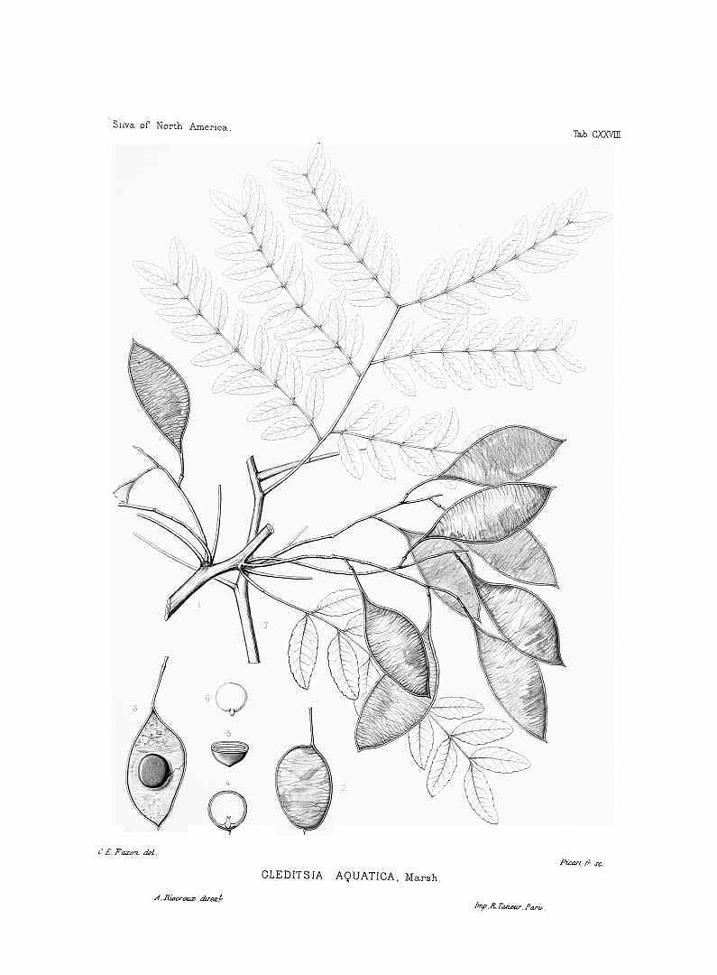 no HD illustration available (3)