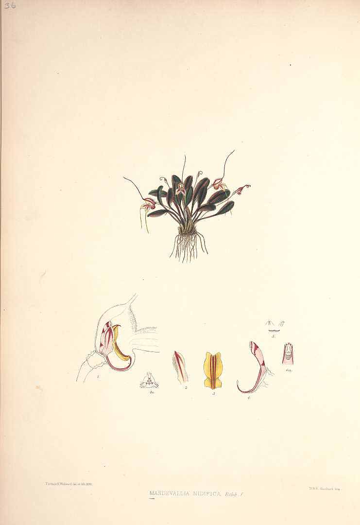 no HD illustration available (3)