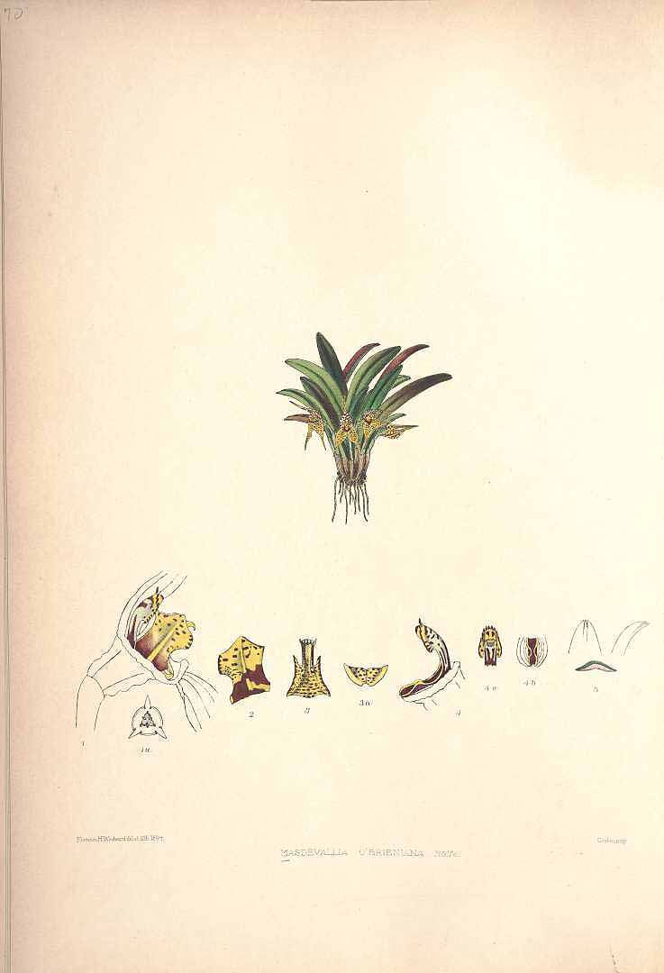 no HD illustration available (3)