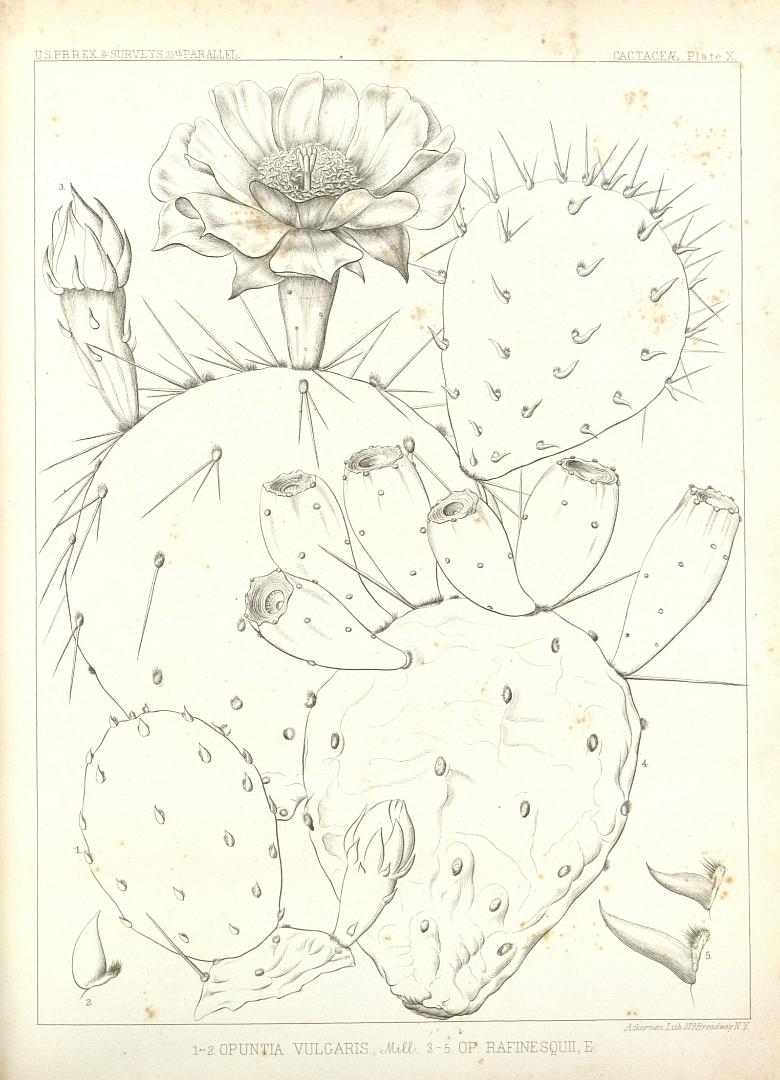 no HD illustration available (3)