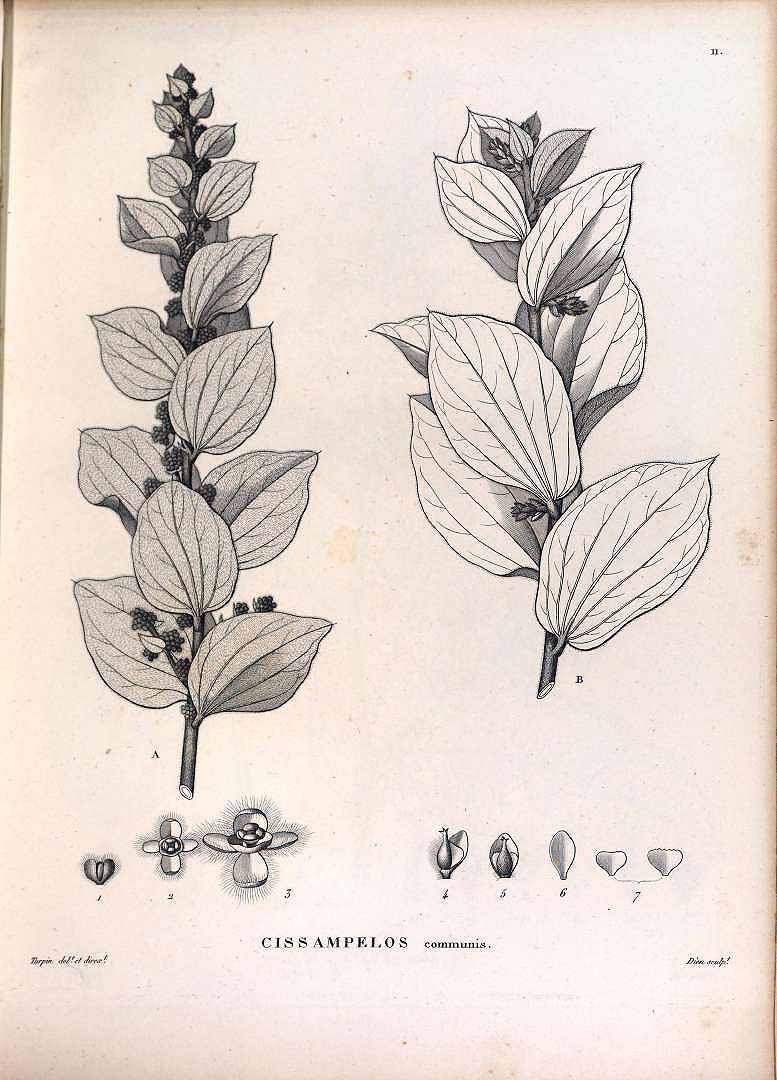 no HD illustration available (3)