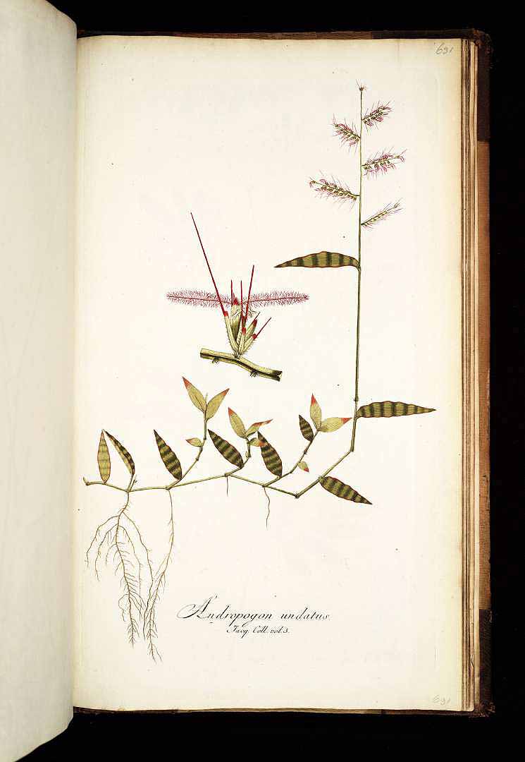 no HD illustration available (3)