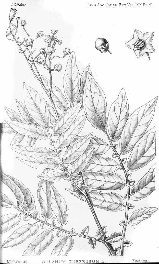 no HD illustration available (3)